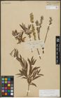 Foto von Salix repens L. x Salix viminalis L.